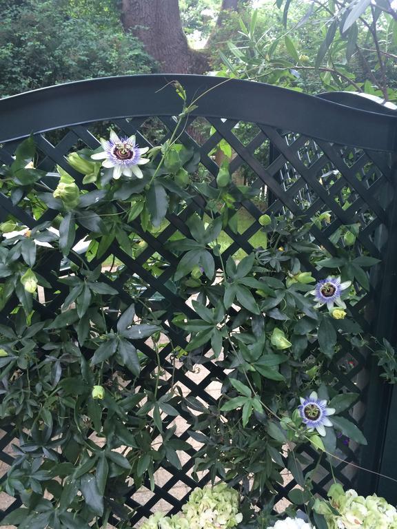 Exquisites Gartenapartment In Eleganter Jugendstilvilla فيينا المظهر الخارجي الصورة